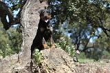 JAGDTERRIER ALLEMAND 019